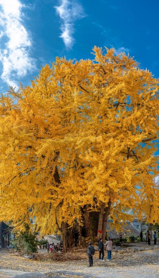 印江凤仪村:千年银杏披金衣 醉美深秋引客来