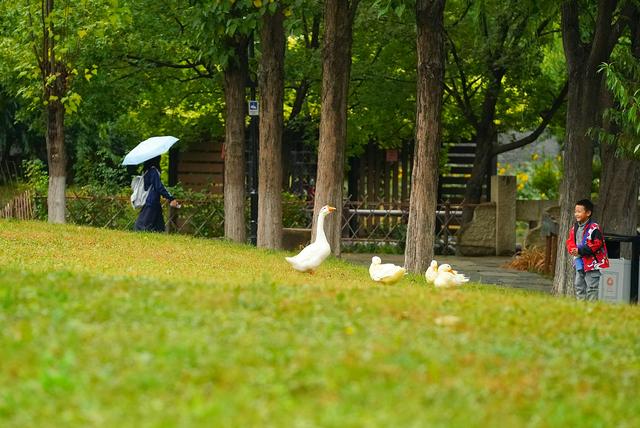 寒露雨润三里河，游客雨中赏秋意