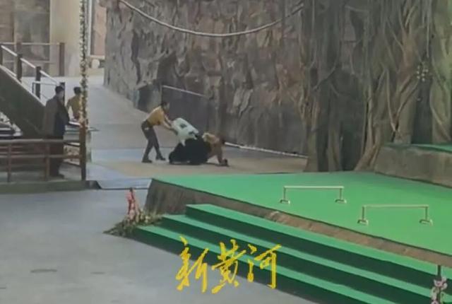 杭州野生动物园“黑熊事件”最终处理结果：涉事驯养员停职转岗！黑熊表演永久性停止