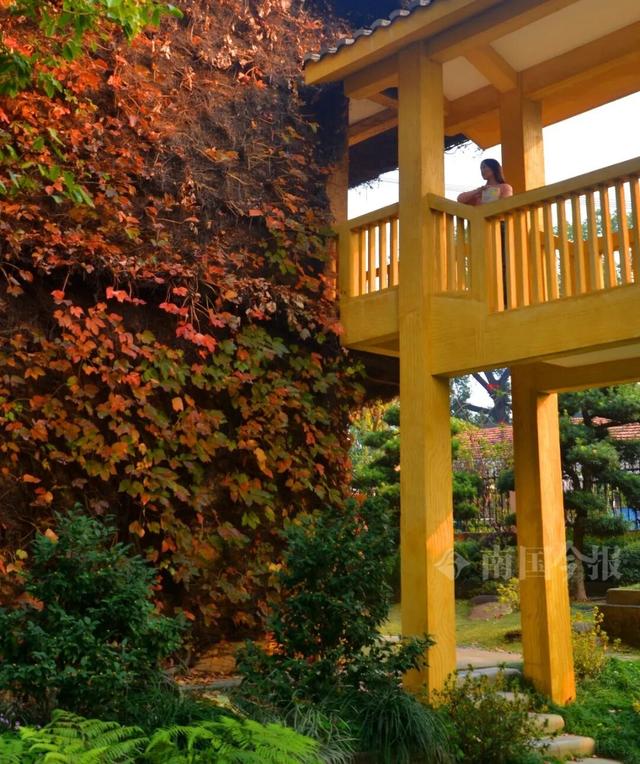 不一样了！柳州这个网红打卡点换上冬日限定“皮肤”，超出片！