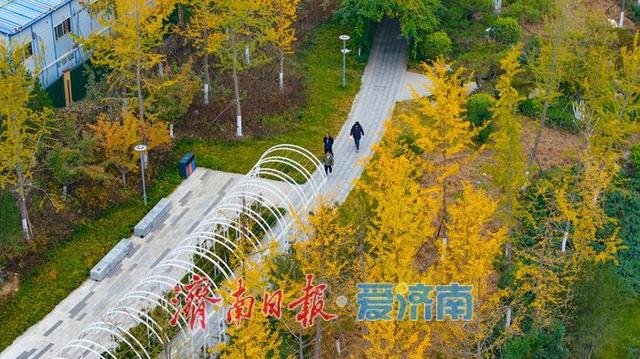 一年四季 泉在济南丨秋风执笔，银杏鎏金：济南腊山河公园秋日氛围感拉满