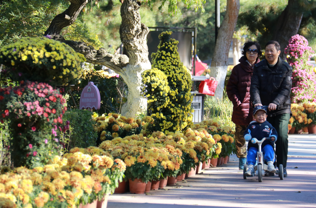 网络中国节·重阳丨沈阳：初冬菊蕊独盈枝
