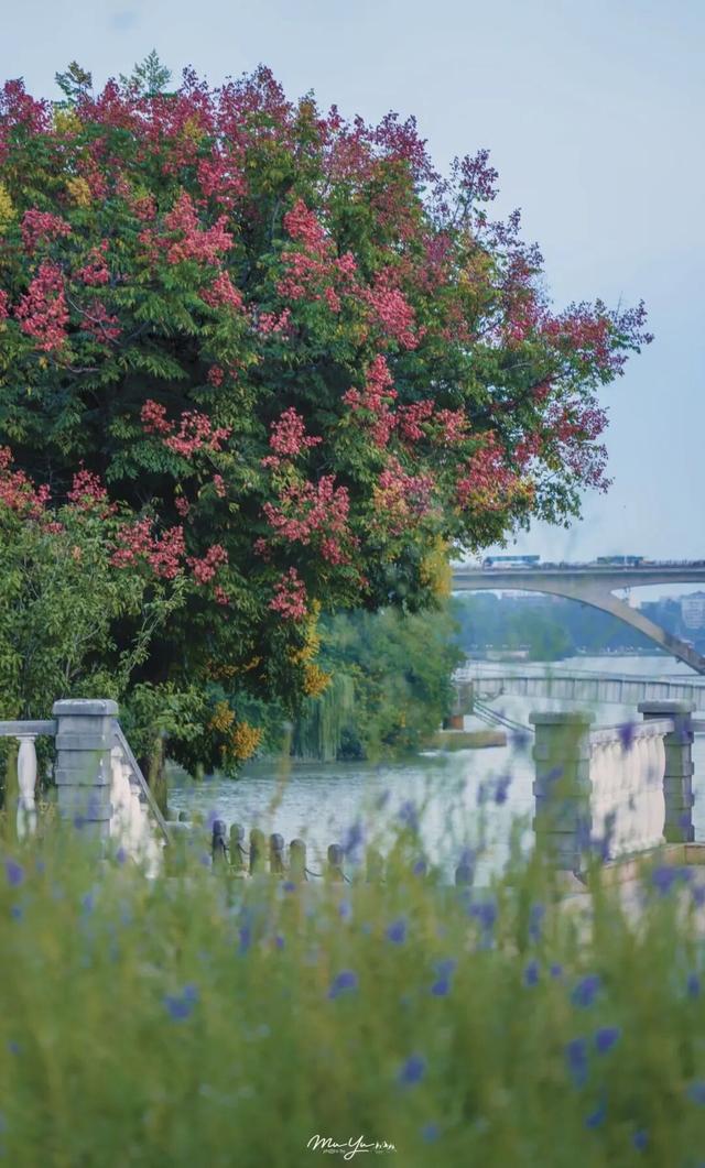 福州秋日限定浪漫已送达，附打卡点位→