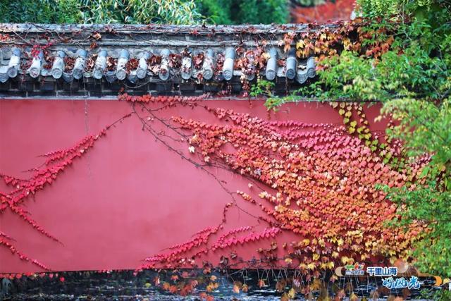 出发！抓住秋天的尾巴威海『拾秋地图』上新啦