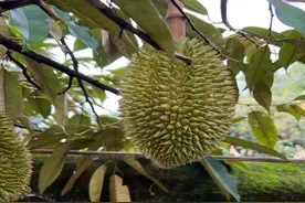 有望实现榴莲自由？金枕榴莲在云南试种成功，甜度超过34%图片