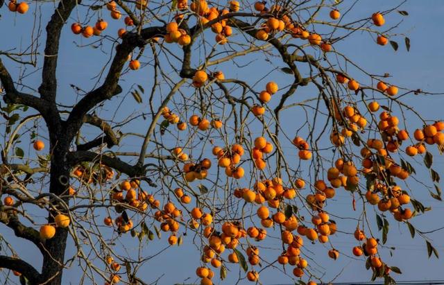 南漳：一键收藏！送你满枝头的“柿柿如意”