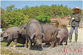 保育广东地方猪品种 打赢“翻身仗”图片