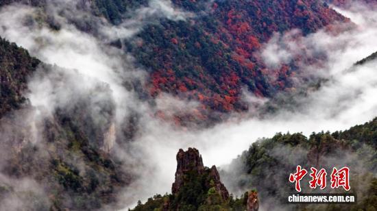 “华中屋脊”神农架雨歇云海生