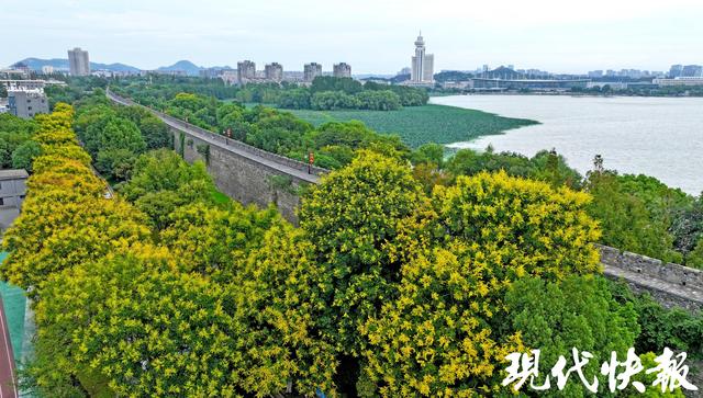 金黄缀枝、“灯笼”初挂，南京栾树把秋意带上枝头