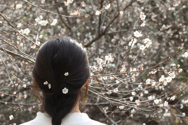 桂林平乐张家镇300亩青梅花绽放 游客纷至赴“梅”约