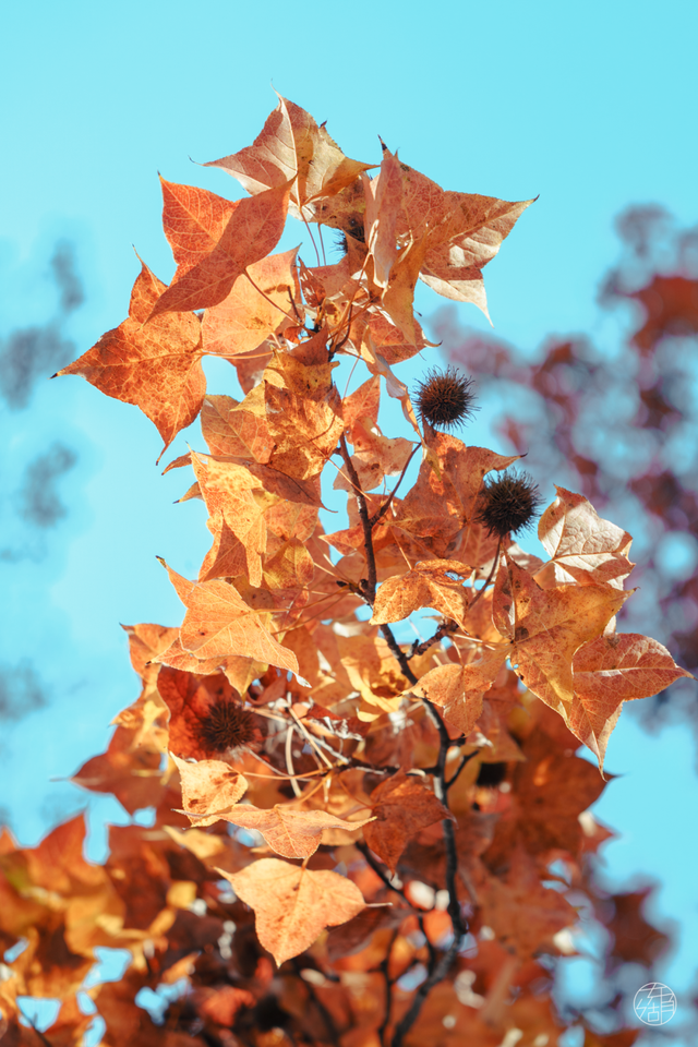 东湖这四处绝美秋景，出片率100%