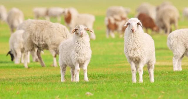 最懂松弛的北京中产,在内蒙玩得太“土”了