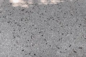 小心！近期江苏街头大量出现！图片