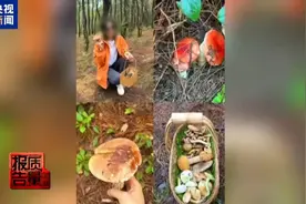 云南大理“采菌游”爆火，央视调查：野生菌暗藏致命风险，“采菌游”组织方并无资质图片