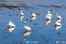 图话丨世界濒危动物卷羽鹈鹕现身桑干河图片
