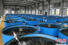 全人工繁殖中华鲟如何适应自然环境？图片