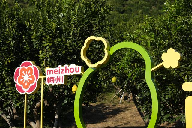 第1视点｜乡村振兴路 金柚正飘香