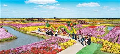 千垛菊花迎客来（侨乡新貌）