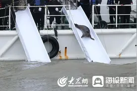 4头斑海豹放归大海！山东水生野生动物保护科普宣传月启动图片
