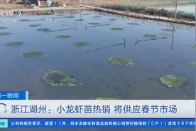 供不应求！浙江湖州小龙虾苗“游”往全国，供应春节市场图片