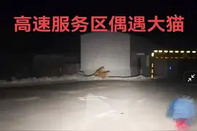 神似真老虎！网友在长白山公路边遇“大猫”，景区回应：只是摆件图片