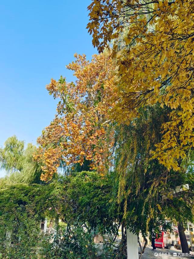 秋高气爽，金色泉城公园