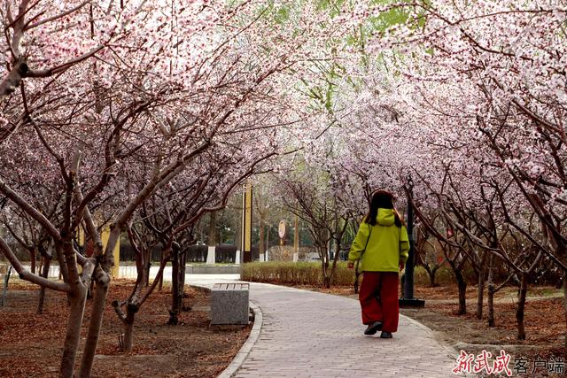 组图丨武威天马湖畔：踏春赏景赴约春天正当时