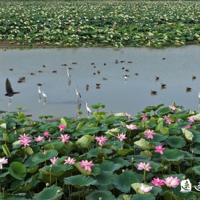 用脚步丈量秋天！9月27日“醉美湖湾”洪泽湖湿地徒步等你挑战