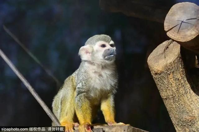 “疯狂动物城”原型，在北京找到了！