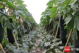 万宁黑皮冬瓜即将上市 让村民挑起致富“金扁担”图片