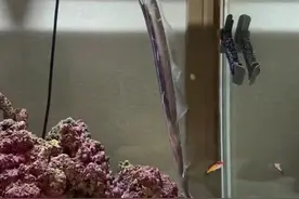 普遍认为带鱼离海活不了，青岛有网友偏偏不信邪将带鱼养在鱼缸里！舟山曾尝试攻克这一世界性难题，为什么带鱼很难驯养成功？图片