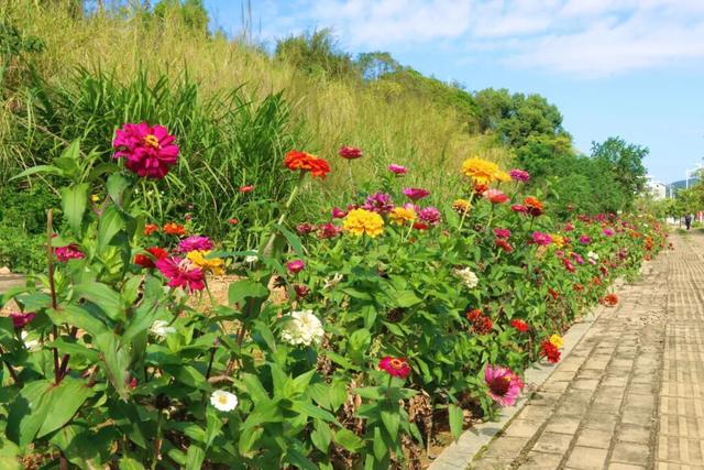 花海绘新卷 幸福满城路——洛江经九路与西环路沿线花海景观扮靓城市空间