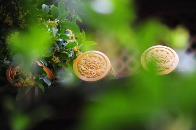 香迷糊了！昆明老品种秋天，从金殿桂香开始！