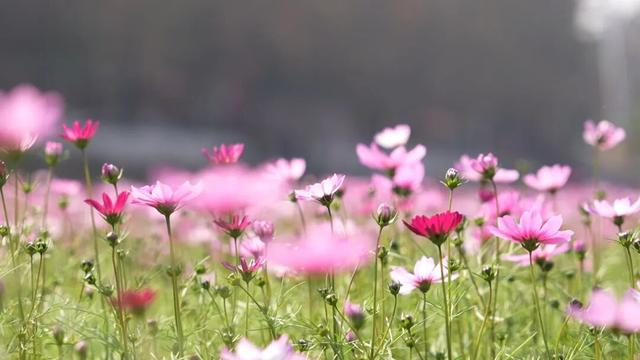 千万粉丝博主打卡中山花海：好美！