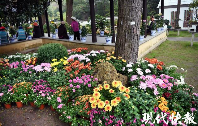 秋日限定浪漫！南京中山植物园菊展上线