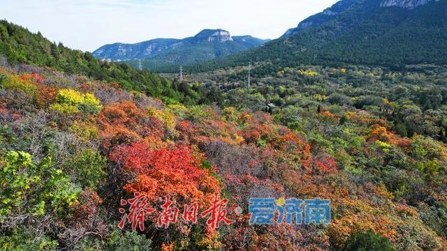 一年四季 泉在济南丨秋色入画层林尽染！千佛山红叶迎来最佳观赏期
