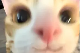 为什么有些动物是圆脸？猫头鹰为啥长了个“猫头”？图片