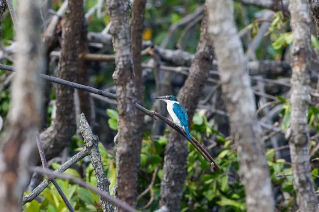 美兰观鸟 | 白领翡翠仍在北港岛，状态绝佳～