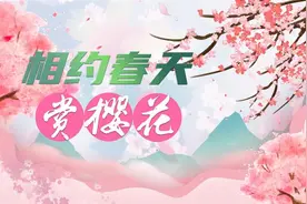 2025武汉东湖樱花季开启，日夜畅玩新升级，周末早樱正当时图片