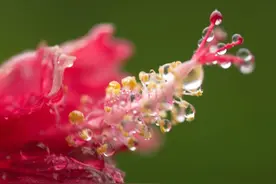 强国策划｜这份“好雨知时节”的浪漫，藏在海南的春意里图片