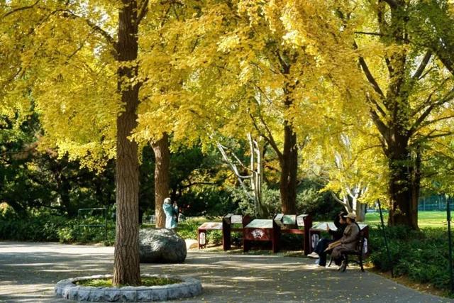 海淀这个免费公园，“藏”着秋天的所有颜色——
