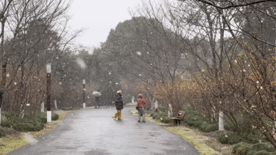 用金黄点亮季节！顾村公园蜡梅的高光时刻到了