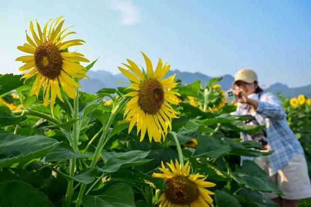 山间荷塘、河岸花海... ...洛阳这些地方美到犯规！