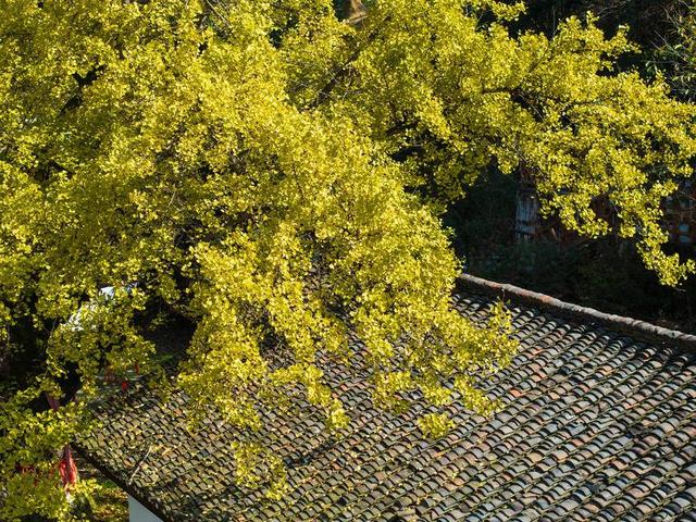 保康：千年银杏披“金甲” 绚烂秋色醉游人