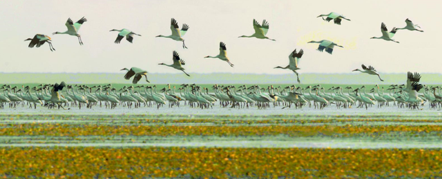 元旦去哪儿？来江西，赴一场候鸟之约