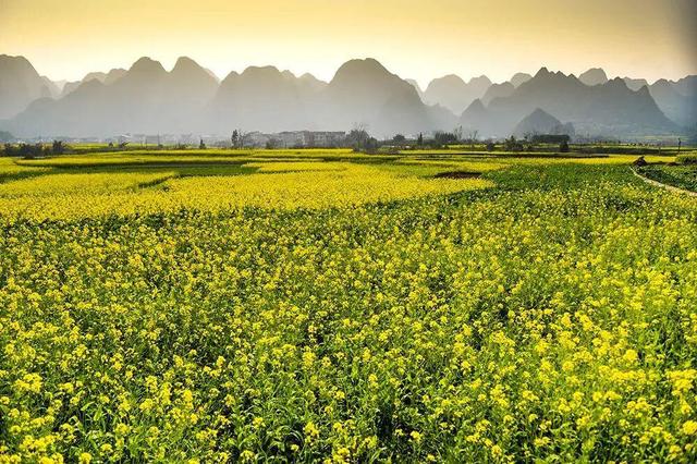 贵州冬韵：梅香入骨，花海先春