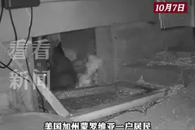 现实版鸠占鹊巢 一黑熊闯入美国居民房下安家图片