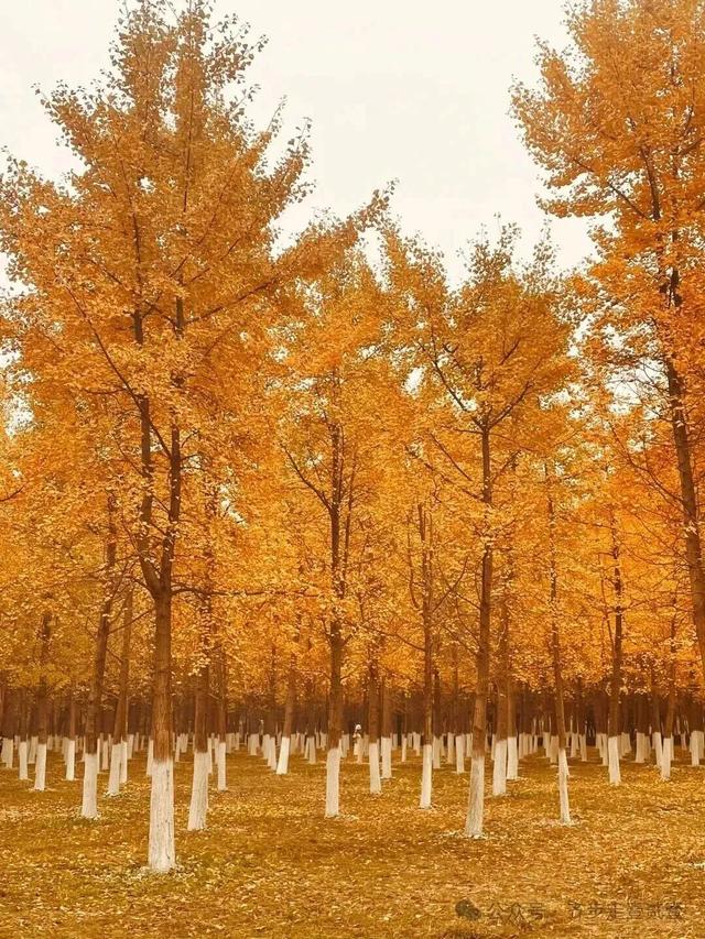 曲江银杏观赏季丨漫步金色世界，享受秋日时光