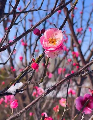 踏雪寻梅！来河南邂逅冬日限定浪漫吧