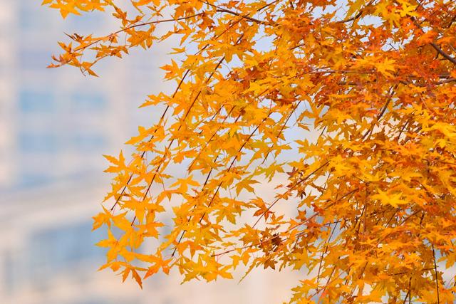 秋色正浓，北京披上美丽“彩衣”